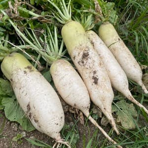 【自然栽培】大根(だいこん)(農薬・肥料不使用)