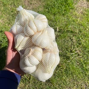 【自然栽培】にんにく 大蒜