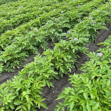 これから収穫、販売予定の野菜のご紹介