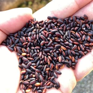 <新米目前割>【天日干し】黒米(朝紫,さよむらさき) 農薬、除草剤不使用