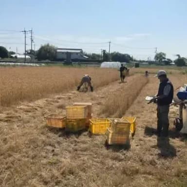 ゲッソリ!雨の前に大慌てで小麦の収穫をしました