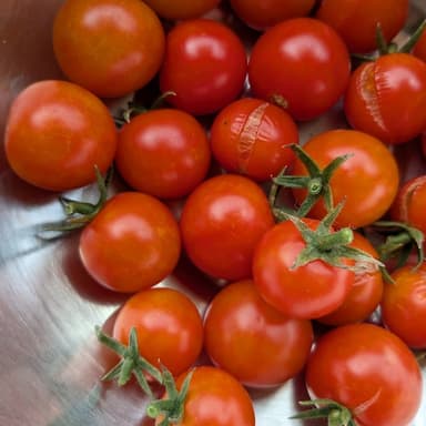 家庭菜園のミニトマトが真っ赤に実ってくれました!