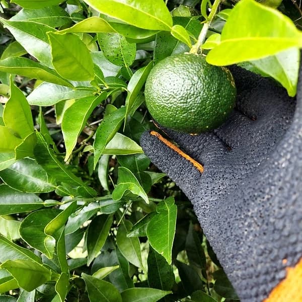 1.5キロ