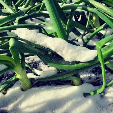 雪が積もりました