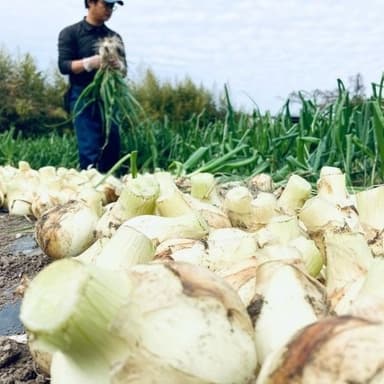 農家泣かせな、この春