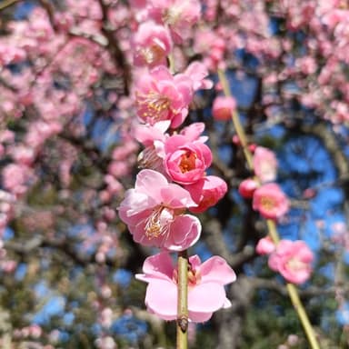 梅まつり🌸
