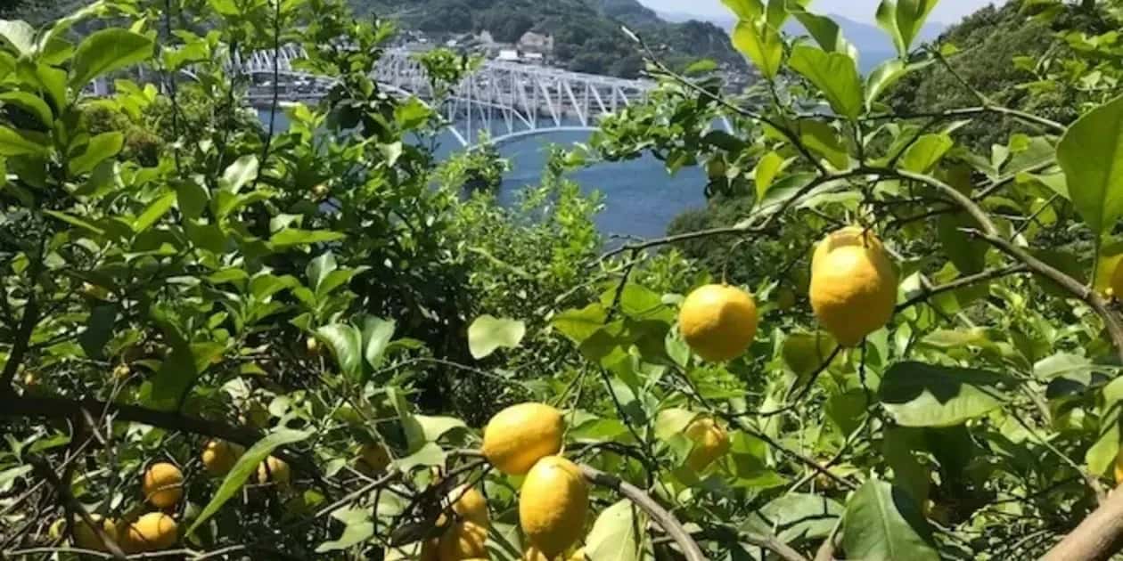 冷蔵一覧 背景