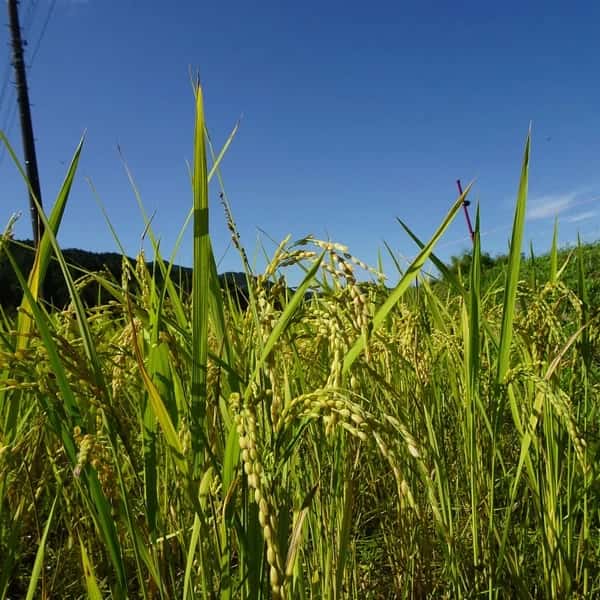 【予約販売】令和8年度産 新米|イセヒカリ農薬・化学肥料・除草剤不使用