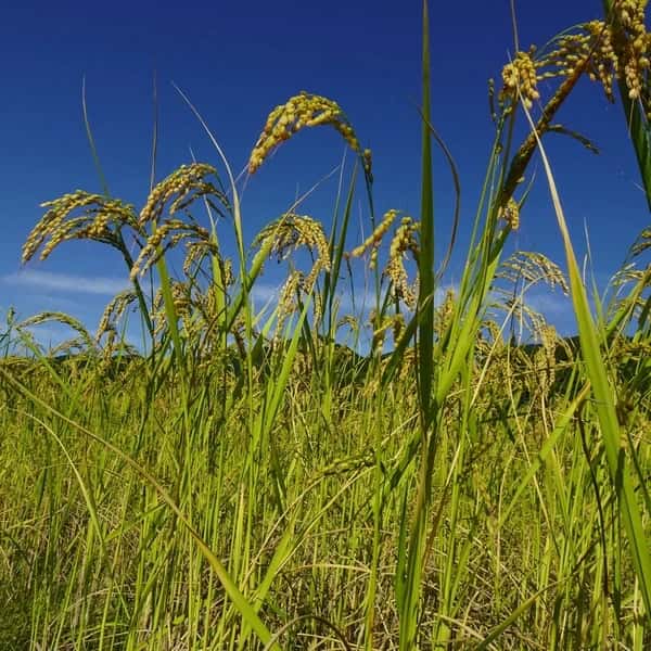【予約販売】令和8年度産 希少米「亀治」農薬・化学肥料・除草剤不使用