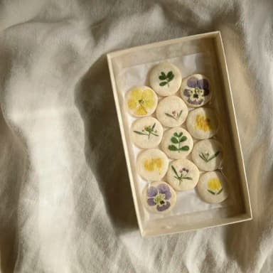 標本菓子箱 ‐初夏採集‐ 🌿 🕊️