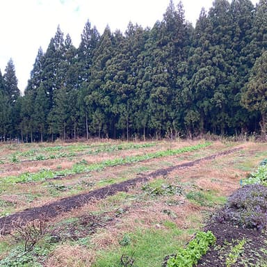 だいぶ寂しくなってきました。。。