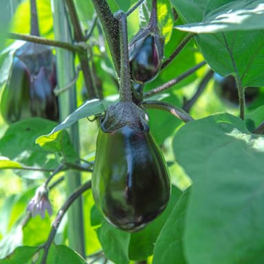 夏真っ盛り!! の、ナス真っ盛り!!