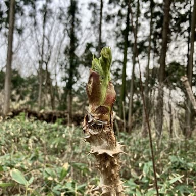 ようやく!!山菜の出荷開始です!!