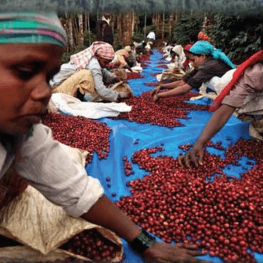 🇮🇳 インドの森から、一杯のコーヒーへ