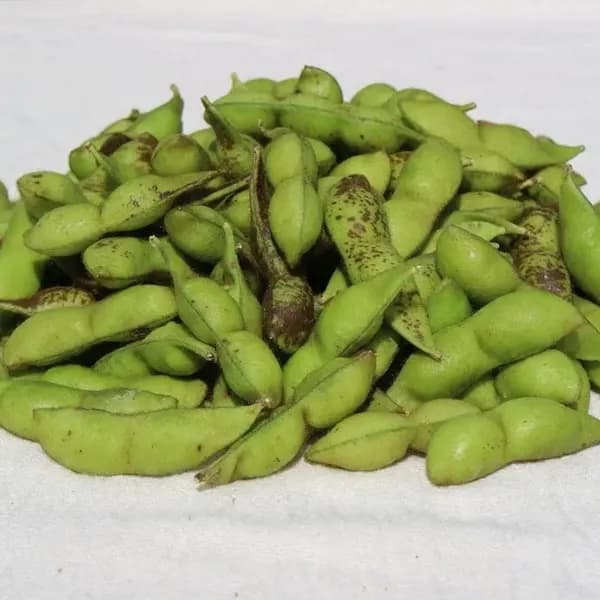 丹波白大豆枝豆さやのみ