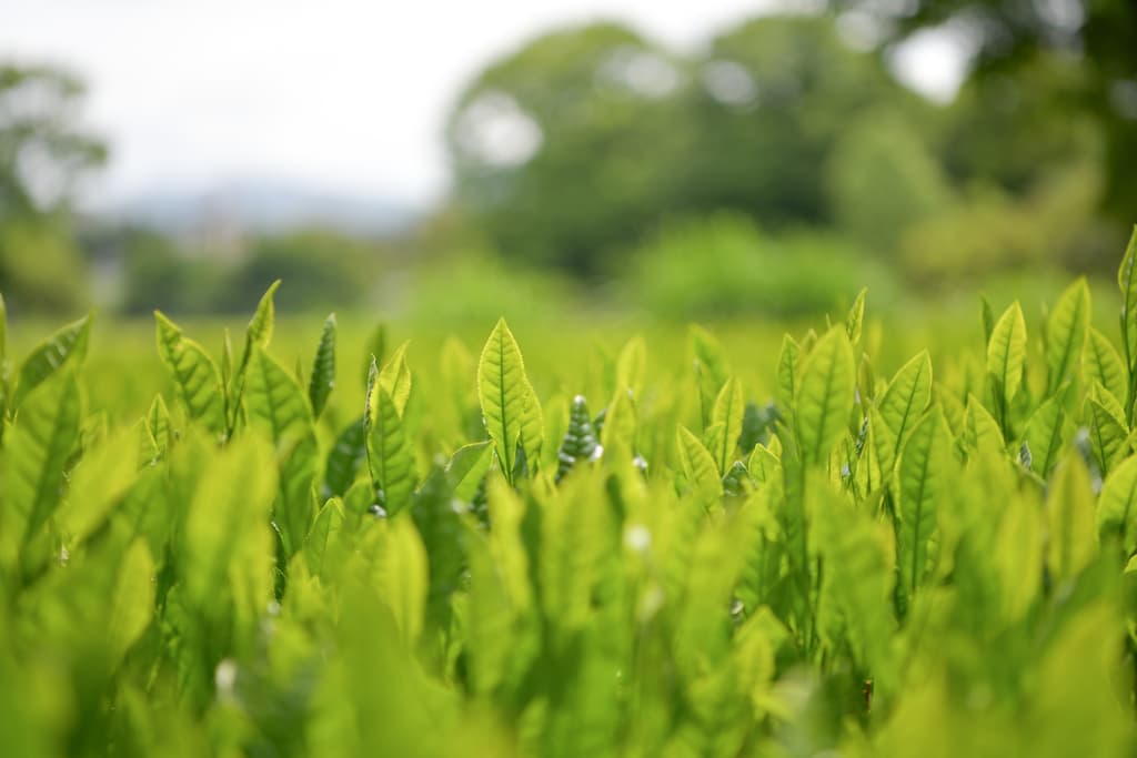 MINOgreenteaメイン画像