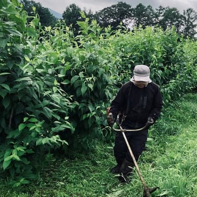 杜仲の杜、初夏の除草作業