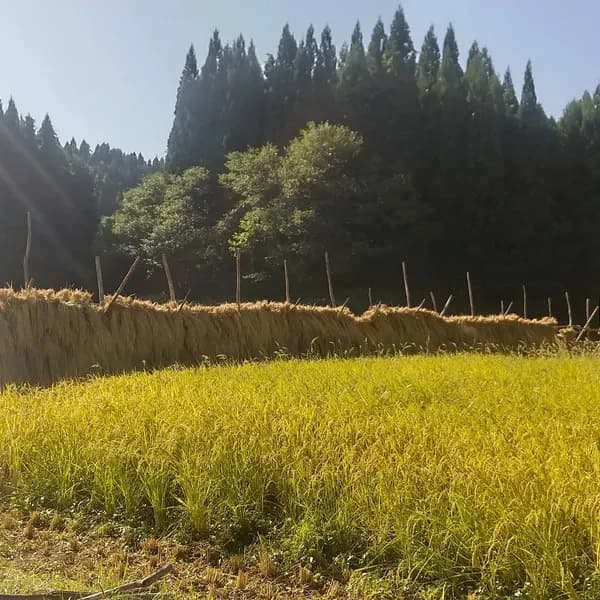 玄米10キロ
