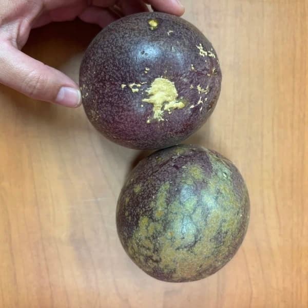 わけありパッション10㎏(見た目が悪いだけで味に問題はありません)