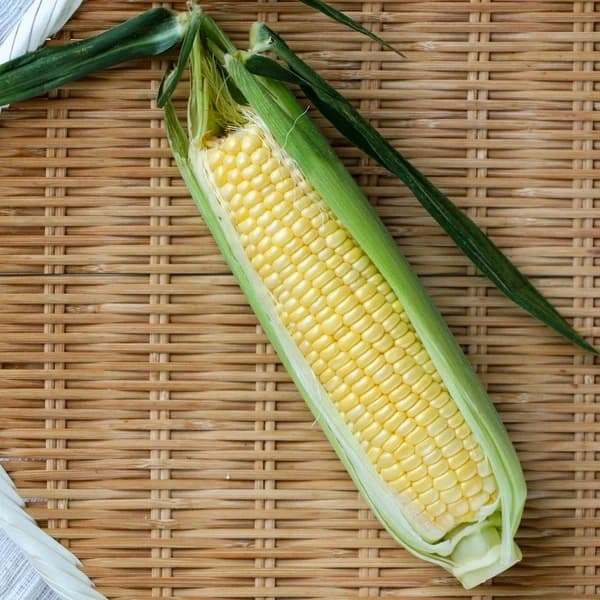 長野県産 オーガニックとうもろこし 4本セット(重さ1.5kg サイズ混合)