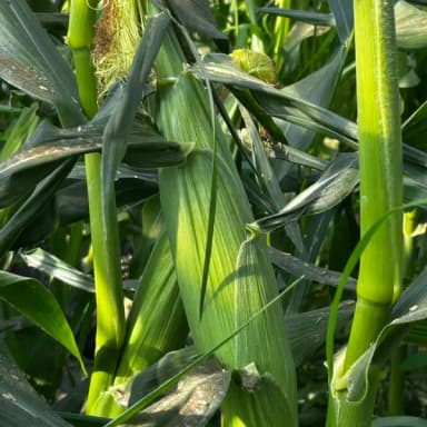 とうもろこしとトマトの様子です🌽🍅