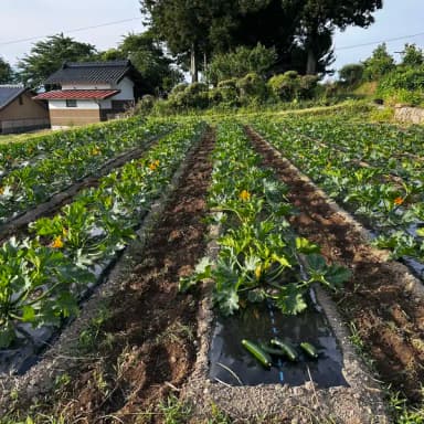自家採取3年目🌱畑に馴染み始めたズッキーニの収穫が始まります