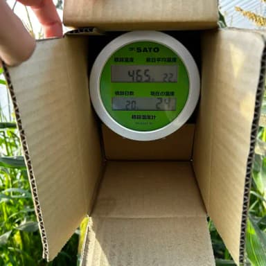 とうもろこし、いよいよ収穫間近です🌽