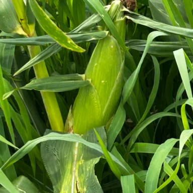 露地とうもろこし、いよいよ収穫です🌽