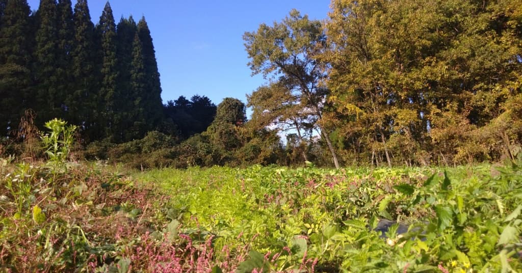 森の菜園メイン画像