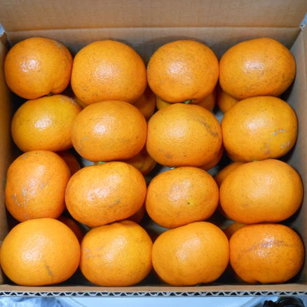 1.2kg:温州