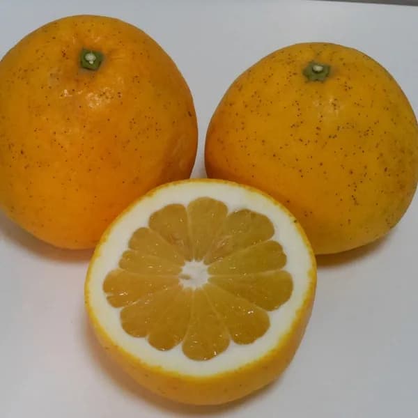 3.5kg(箱重量込み)