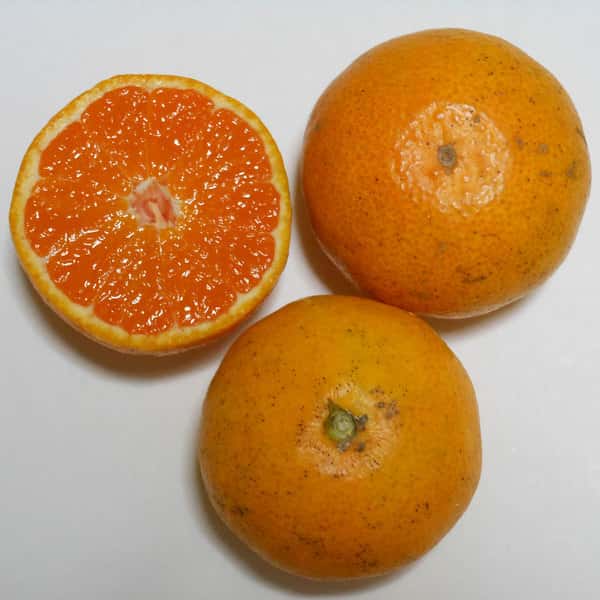 小玉みかん 自然栽培(農薬不使用・化学肥料不使用・除草剤不使用)