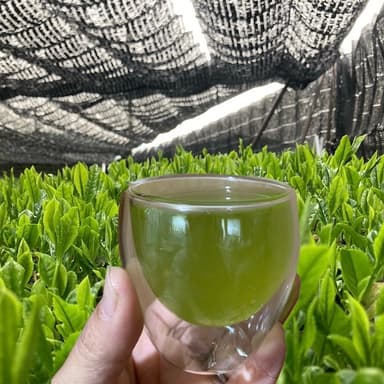 かぶせ茶、玉露ができました。