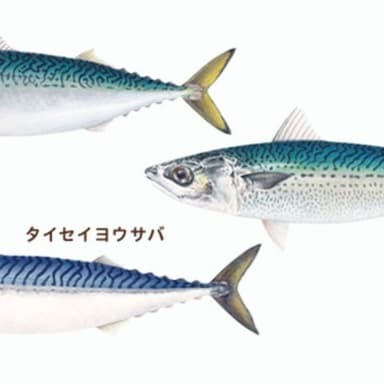 さばの種類