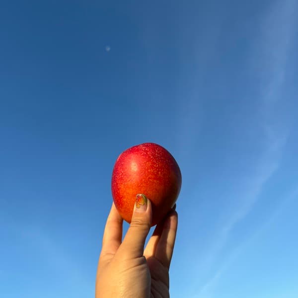 ピンポンマンゴー1キロ