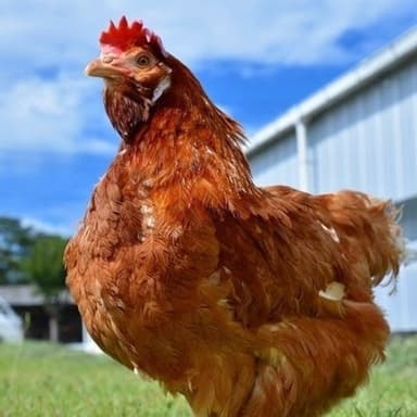 「ここで暮らす鶏の品種について」