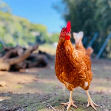 鳥インフルエンザとこの時期の放牧について(法令遵守)