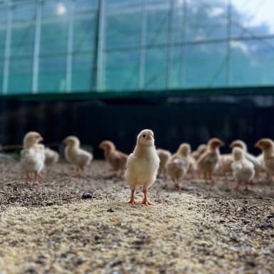 春よ