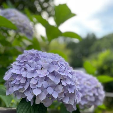 梅雨の気配と、鶏たちの声と。