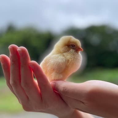 雛から鶏へ。