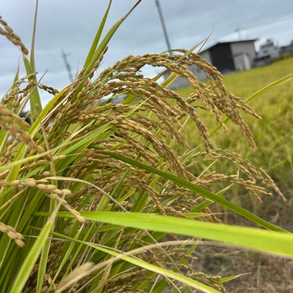 2キロ 令和7年産