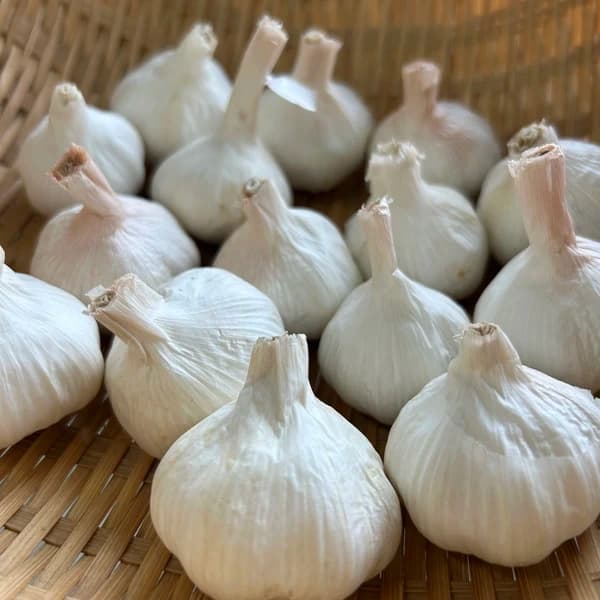 サイズバラエティ500g