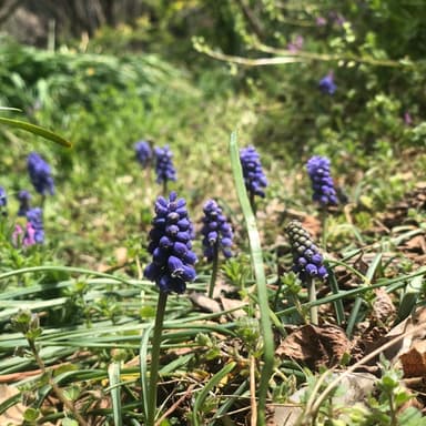 ブルーベリー開花間近