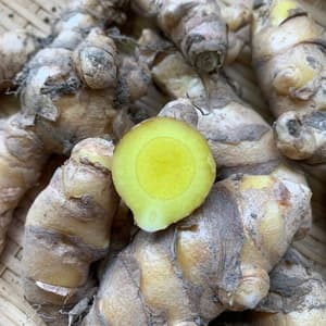 無農薬春ウコン 兵庫県産