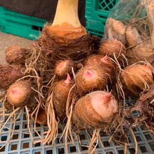 無農薬里芋 自家採種の赤芽里芋 兵庫県産
