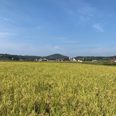 コシヒカリ販売はじまりましたm(_ _)m