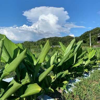 ウコン