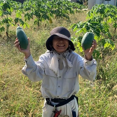 青パパイヤ収穫開始