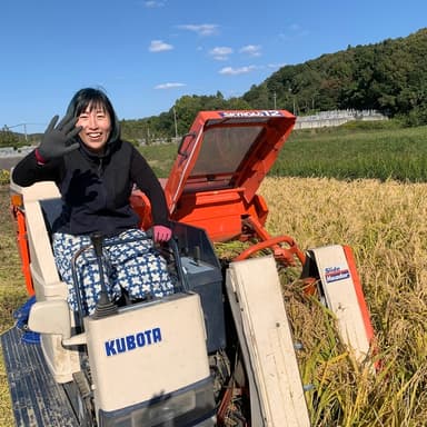 もち米刈り