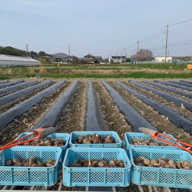 里芋植え付け